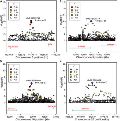 Identification of Candidate Variants Associated With Bone Weight Using Whole Genome Sequence in Beef Cattle